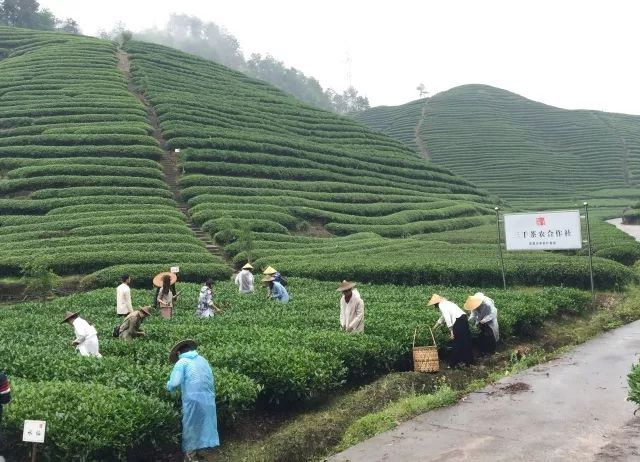 茶山游學 | 三千茶農匯聚武夷，共赴茶葉探索之旅